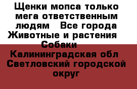 Щенки мопса только мега-ответственным людям - Все города Животные и растения » Собаки   . Калининградская обл.,Светловский городской округ 